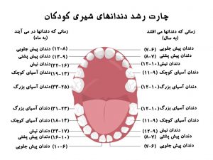 چارت رشد دندان های شیری
