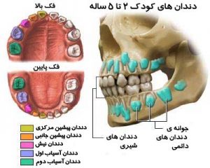 جوانه های دندان دائمی و دندانهای شیری