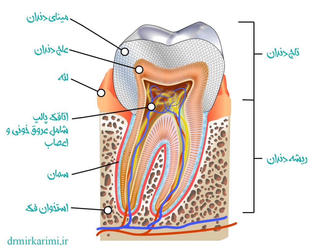 آناتومی دندان