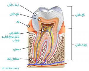 آناتومی دندان
